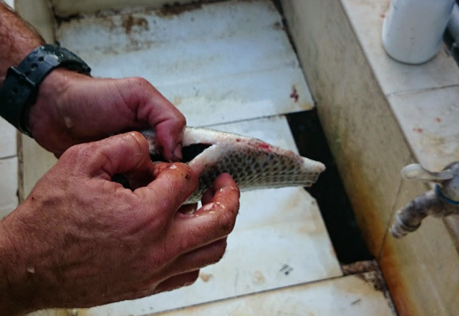 Hong Kong 2015 /images/hongkong2015/fish.jpg