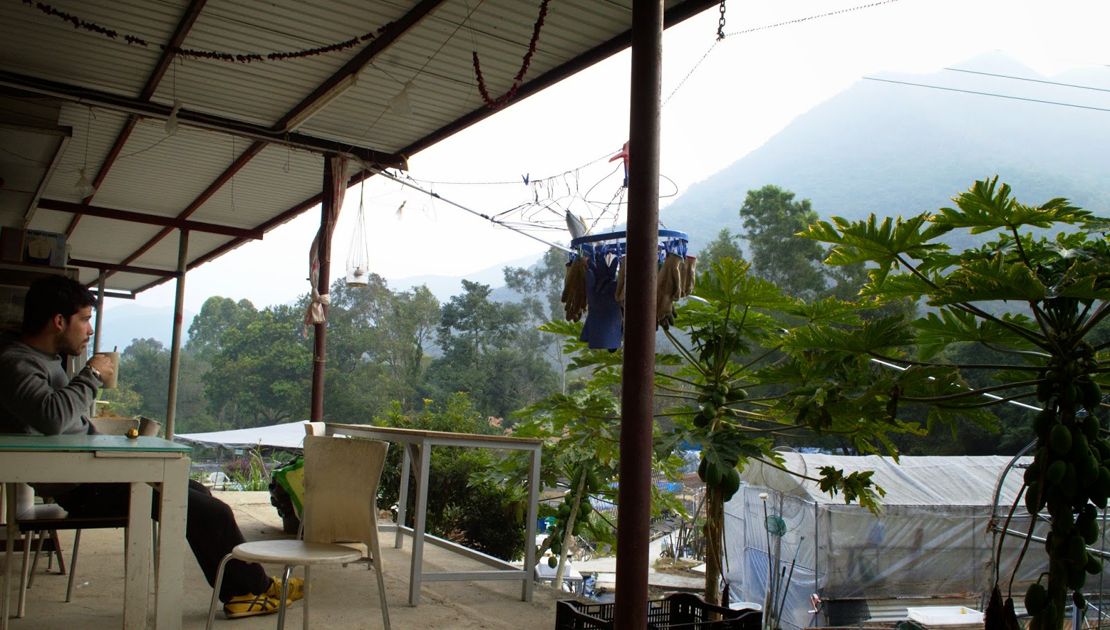 Hong Kong 2015 /images/hongkong2015/morningfarm.jpg